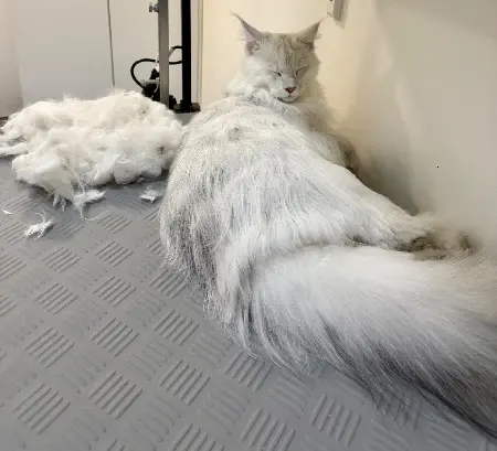 Macska a Harmony Luxury Grooming szalonban – szőrbontás